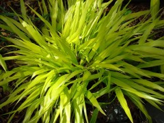 Hakonechloa smukła 'All Gold' -  Hakonechloa macra 